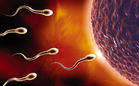 精液中有精子，就代表可以生育吗？
